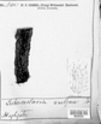 Tubercularia vulgaris image